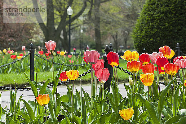 Tulpen und Spazierweg im Boston Public Garden  Boston  Massachusetts  USA