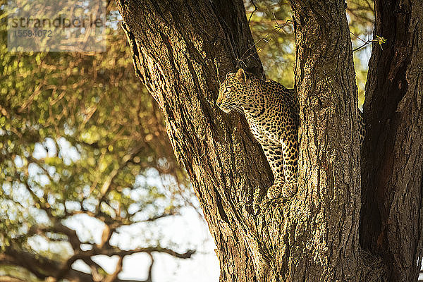 Leopard (Panthera pardus)  der aus einer Baumgabelung herausschaut  Grumeti Serengeti Tented Camp  Serengeti National Park; Tansania