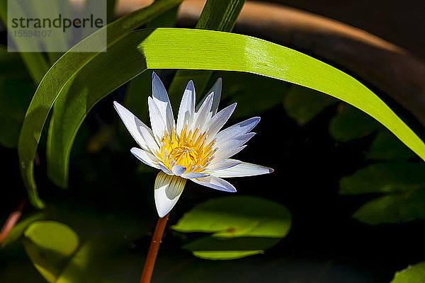 Blühende Seerosenpflanze (Nymphaeaceae); Hawaii  Vereinigte Staaten von Amerika