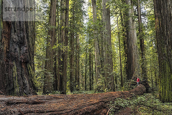Ein Mann steht in den Redwood-Wäldern von Nordkalifornien. Die Bäume sind massiv und ragen in den Himmel; Kalifornien  Vereinigte Staaten von Amerika