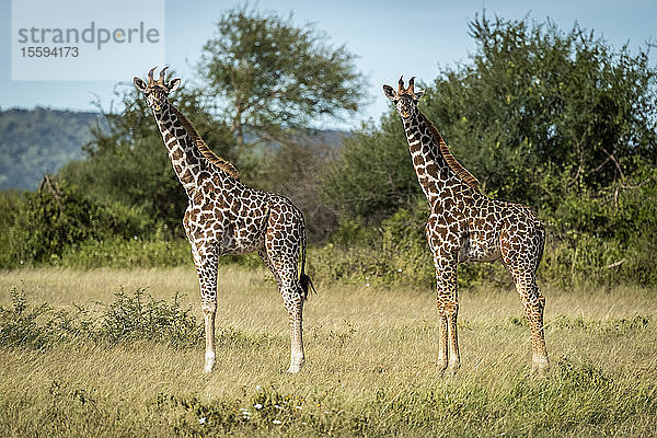 Zwei Massai-Giraffenkälber (Giraffa camelopardalis tippelskirchii) spiegeln sich gegenseitig  Grumeti Serengeti Tented Camp  Serengeti National Park; Tansania