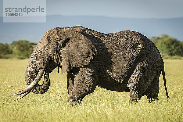 Afrikanischer Buschelefant (Loxodonta africana) steht im hohen Gras  Grumeti Serengeti Tented Camp  Serengeti National Park; Tansania