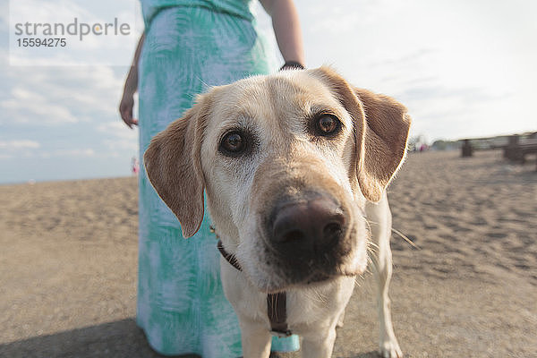 Junge Frau mit Sehbehinderung und ihr Diensthund gehen am Strand spazieren