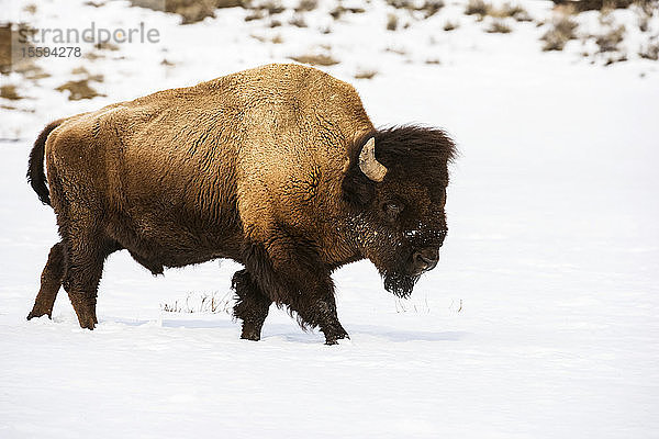 Amerikanischer Bison-Bulle (Bison bison) beim Spaziergang durch den Winterschnee im Lamar Valley  Yellowstone National Park; Wyoming  Vereinigte Staaten von Amerika