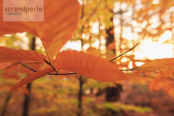 Bäume im Herbst  Broadmoor Wildlife Sanctuary  Natick  Massachusetts  USA