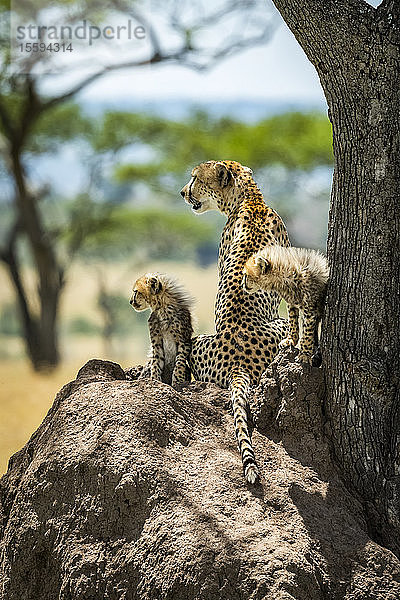 Gepard und zwei Jungtiere (Acinonyx jubatus) auf einem Hügel liegend  Grumeti Serengeti Tented Camp  Serengeti National Park; Tansania