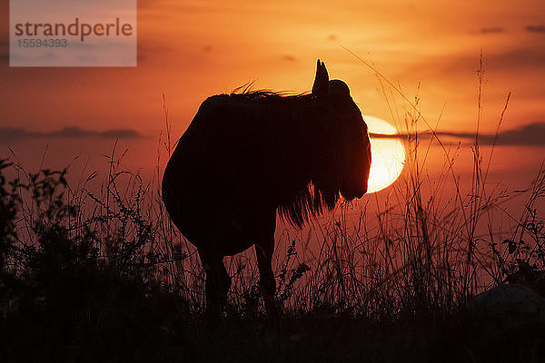 Silhouette eines Streifengnus (Connochaetes taurinus) gegen die untergehende Sonne  Cottar's 1920s Safari Camp  Maasai Mara National Reserve; Kenia