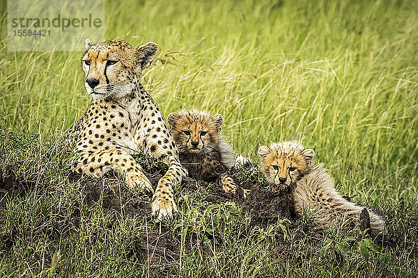 Weiblicher Gepard (Acinonyx jubatus) liegt mit zwei Jungtieren auf einem Hügel  Grumeti Serengeti Tented Camp  Serengeti National Park; Tansania