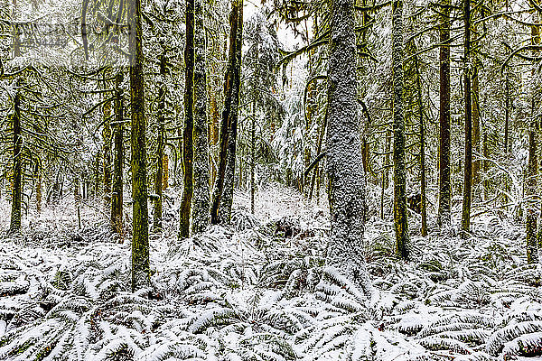 Schnee bedeckt einen Regenwald; British Columbia  Kanada