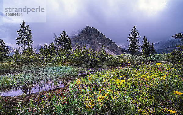 Bow Lake mit zerklüfteten Rocky Mountains und Wildblumen  Banff National Park; Alberta  Kanada