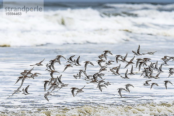 Küstenvögel fliegen vor den Wellen am Benson Beach; Ilwaco  Washington  Vereinigte Staaten von Amerika