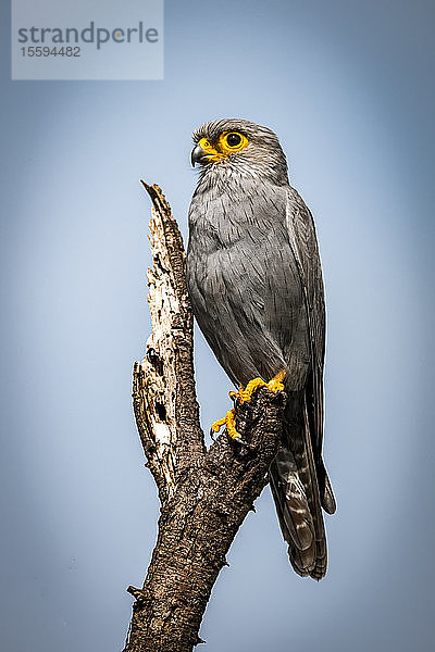 Ein grauer Turmfalke (Falco ardosiaceus) hockt auf einem toten Baumstumpf mit einem Scheinwerfer in seinem Auge. Er blickt nach links und hat ein graues Gefieder  gelbe Haut um die Augen  ein gelbes Korn und gelbe Beine. Cottar's 1920s Safari Camp  Masai Mara National Reserve; Kenia