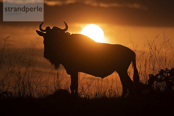 Silhouette eines Streifengnus (Connochaetes taurinus) gegen den Himmel bei Sonnenuntergang  Cottar's 1920s Safari Camp  Maasai Mara National Reserve; Kenia