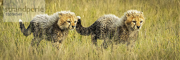 Panorama von zwei Gepardenjungen (Acinonyx jubatus)  die zusammen spazieren gehen  Grumeti Serengeti Tented Camp  Serengeti National Park; Tansania