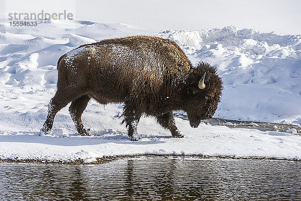 Winterszene mit einem amerikanischen Bison-Bullen (Bison bison)  der am Ufer des Madison River entlangläuft  Yellowstone National Park; Wyoming  Vereinigte Staaten von Amerika