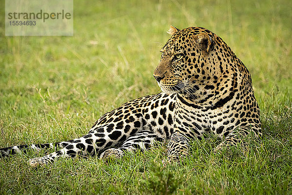 Männlicher Leopard (Panthera pardus) liegt im Gras und starrt nach links  Cottar's 1920s Safari Camp  Maasai Mara National Reserve; Kenia