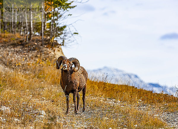 Dickhornschaf (Ovis canadensis); British Columbia  Kanada