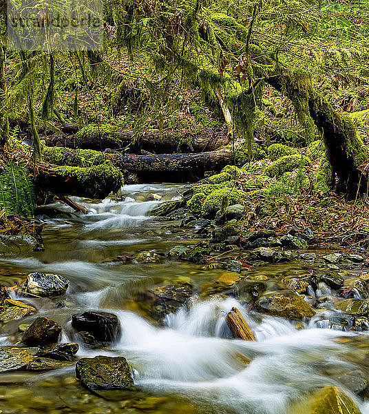 Bach  der über Felsen durch einen üppigen Wald mit moosbewachsenen Felsen und Bäumen fließt; Maple Ridge  British Columbia  Kanada