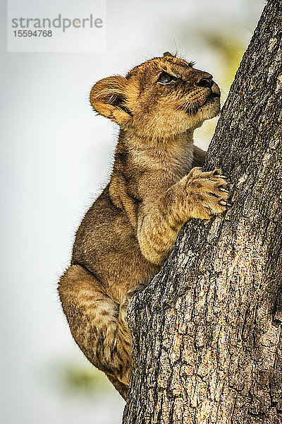 Löwenjunges (Panthera leo) klammert sich an einen Baumstamm und schaut nach oben  Grumeti Serengeti Tented Camp  Serengeti National Park; Tansania