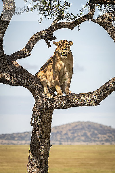Löwin (Panthera leo) sitzt im Baum und schaut in Richtung Kamera  Grumeti Serengeti Tented Camp  Serengeti National Park; Tansania