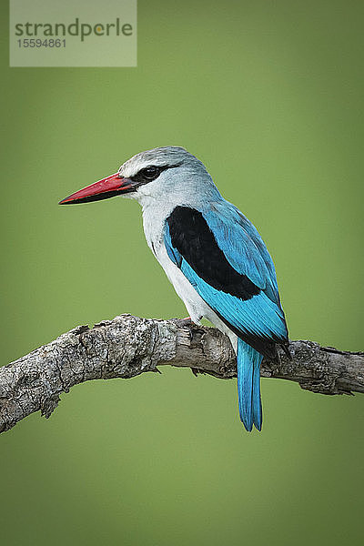 Wald-Eisvogel (Halcyon senegalensis) auf einem Ast mit unscharfem Hintergrund  Grumeti Serengeti Tented Camp  Serengeti National Park; Tansania