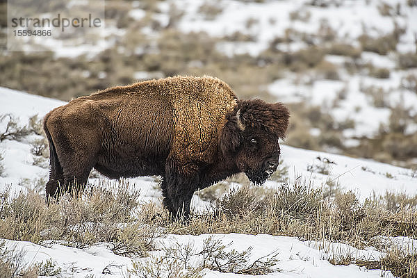 Amerikanischer Bison-Bulle (Bison bison) mit schwerer Winterküste an einem verschneiten Berghang im Lamar Valley  Yellowstone National Park; Wyoming  Vereinigte Staaten von Amerika