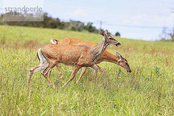 Zwei Hirsche grasen auf einem Feld