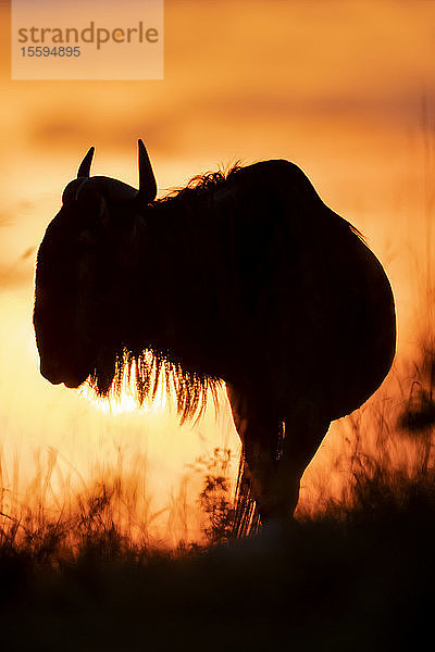 Silhouette eines Streifengnus (Connochaetes taurinus) gegen den Himmel bei Sonnenuntergang  Cottar's 1920s Safari Camp  Maasai Mara National Reserve; Kenia