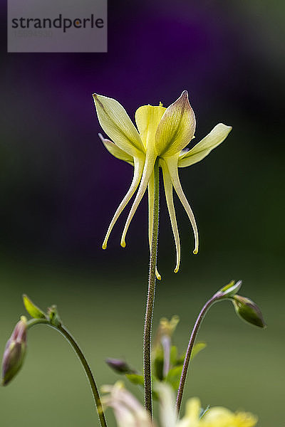 Eine gelbe Akelei (Aquilegia) blüht in einem Blumengarten in Oregon; Astoria  Oregon  Vereinigte Staaten von Amerika