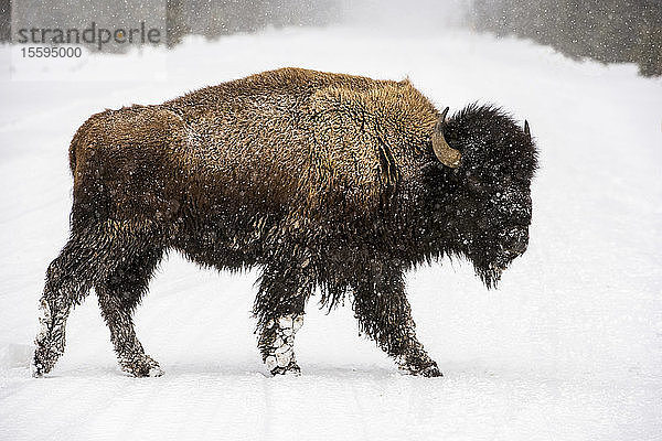 Amerikanischer Bison-Bulle (Bison bison) auf dem Weg durch den Schneesturm im Firehole River Valley  Yellowstone National Park; Wyoming  Vereinigte Staaten von Amerika