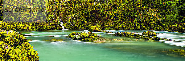Regenwald und ruhiger Fluss mit türkisfarbenem Wasser; Oregon  Vereinigte Staaten von Amerika