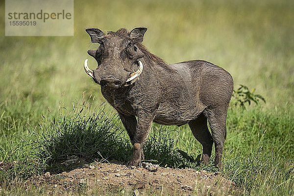Ein gewöhnliches Warzenschwein (Phacochoerus africanus) steht auf einem Erdhügel und dreht sich im Sonnenschein. Es hat graue Haut  eine braune Mähne und weiße Stoßzähne und wendet sich der Kamera zu  Grumeti Serengeti Tented Camp  Serengeti National Park; Tansania