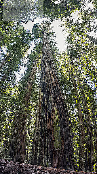 Ich stehe in den Redwood-Wäldern von Nordkalifornien. Die Bäume sind massiv und ragen in den Himmel; Kalifornien  Vereinigte Staaten von Amerika