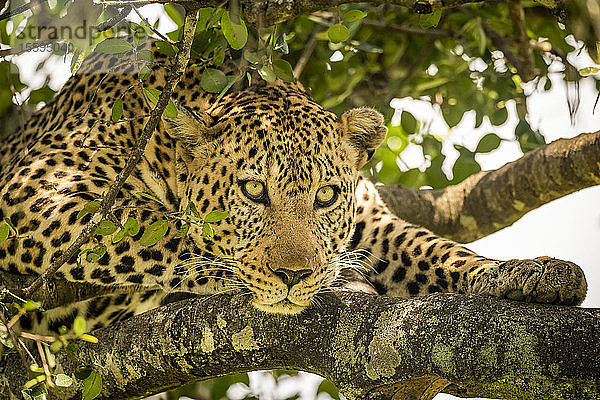 Ein männlicher Leopard (Panthera pardus) liegt auf einem mit Flechten bedeckten Ast und schaut nach unten. Er hat ein braunes  geflecktes Fell  Schnurrhaare und grüne Augen  Maasai Mara National Reserve; Kenia