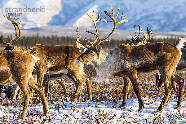 Karibu (Rangifer tarandus) der Donnelly-Herde bei der Nahrungssuche nach dem ersten großen Schneefall des Winters  südlich von Delta Junction; Alaska Vereinigte Staaten von Amerika