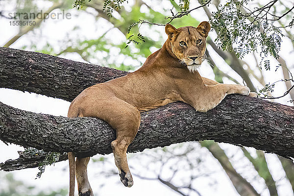 Löwin (Panthera leo) in einem Baum  Queen Elizabeth National Park; Westliche Region  Uganda