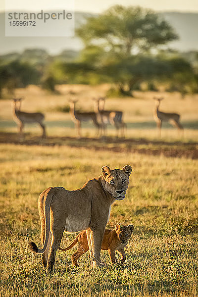 Löwin und Jungtier (Panthera Leo) vor der Kamera in der Nähe des Impala (Aepyceros melampus) Harems  Grumeti Serengeti Tent Camp  Serengeti National Park; Tansania