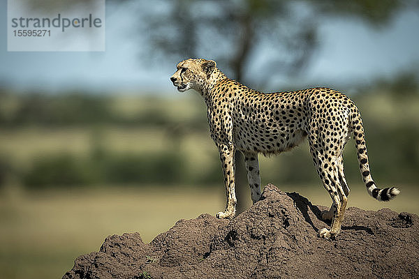 Gepard (Acinonyx jubatus) steht auf einem Termitenhügel im Profil  Grumeti Serengeti Tented Camp  Serengeti National Park; Tansania