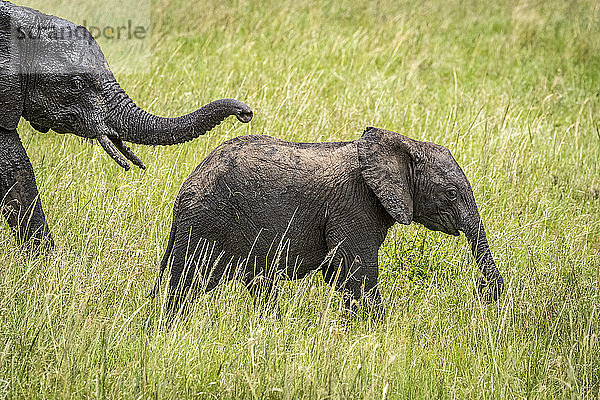 Afrikanisches Buschelefantenkalb (Loxodonta africana) vor der Mutter  Klein's Camp  Serengeti National Park; Tansania