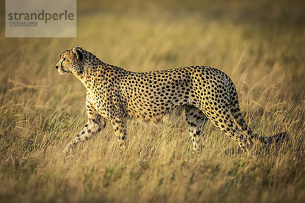 Gepard (Acinonyx jubatus) spaziert im langen Gras im Sonnenschein  Grumeti Serengeti Tented Camp  Serengeti National Park; Tansania
