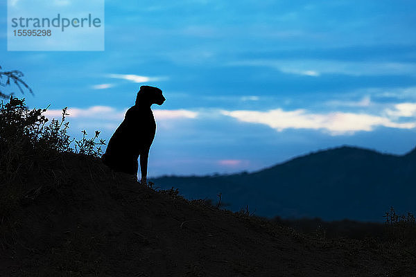 Silhouette eines weiblichen Geparden (Acinonyx jubatus)  der über die Hügel schaut  Cottar's 1920s Safari Camp  Maasai Mara National Reserve; Kenia