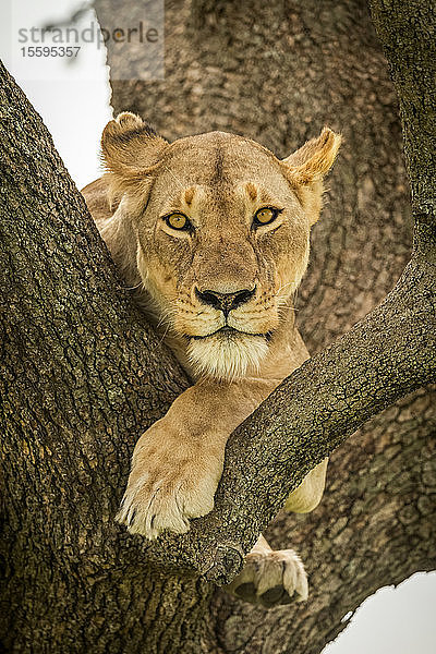 Löwin (Panthera leo) liegt auf einem Ast und lässt die Beine baumeln  Grumeti Serengeti Tented Camp  Serengeti National Park; Tansania