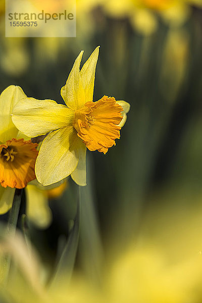 Narzissen (Narcissus)  New York Botanical Garden; Bronx  New York  Vereinigte Staaten von Amerika