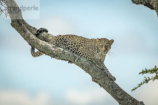 Leopard (Panthera pardus) liegt auf einem schrägen Ast und schaut nach unten  Klein's Camp  Serengeti National Park; Tansania