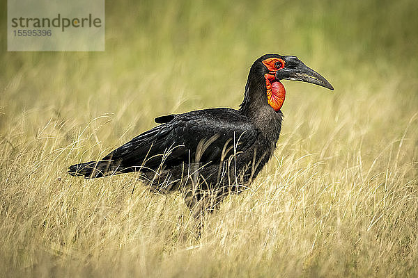 Südlicher Bodenhornvogel (Bucorvus leadbeateri) steht im hohen Gras  Grumeti Serengeti Tented Camp  Serengeti National Park; Tansania