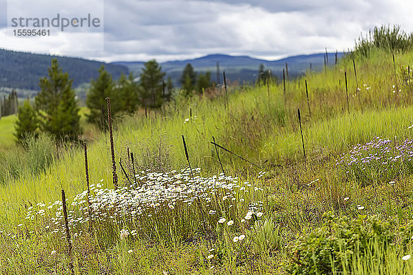 Wildblumen an einem Berghang; British Columbia  Kanada