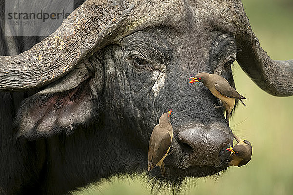 Drei Gelbschnabelspechte (Buphagus africanus) auf dem Gesicht eines Kaffernbüffels (Syncerus caffer)  Klein's Camp  Serengeti-Nationalpark; Tansania