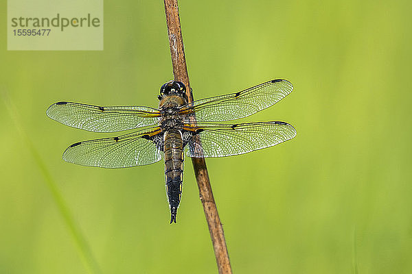 Vierfleckiger Scherenschnabel (Libellula quadrimaculata)  offizielles Staatsinsekt von Alaska  mit ausgebreiteten Flügeln an einem Zweig in der Nähe von Fairbanks  Alaska  Vereinigte Staaten von Amerika