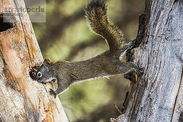 Amerikanisches Rotes Eichhörnchen (Tamiasciurus hudsonicus)  ausgestreckt zwischen zwei Bäumen; Silver Gate  Montana  Vereinigte Staaten von Amerika