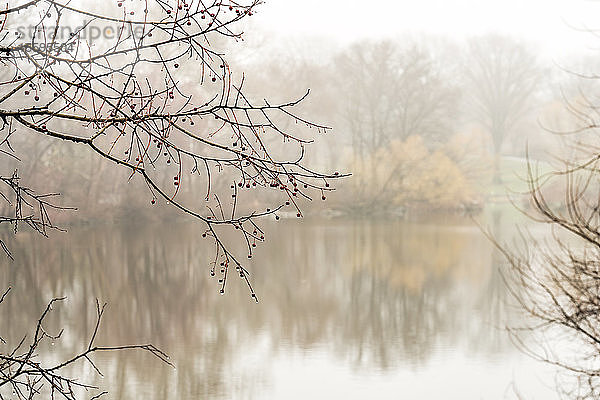 Regendurchnässte Beeren am See an einem nebligen Tag im Central Park; New York City  New York  Vereinigte Staaten von Amerika